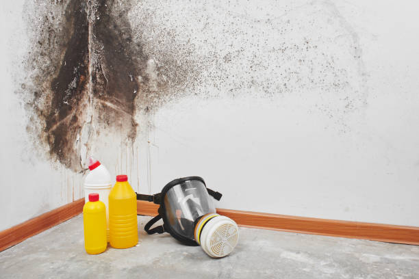 Best Attic Mold Removal  in Oceana, WV