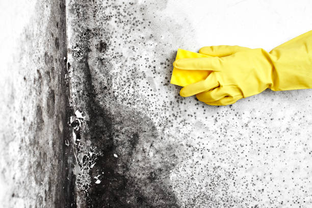 Best Professional Mold Removal  in Oceana, WV
