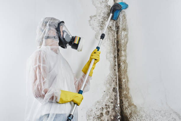 Best Toxic Mold Removal  in Oceana, WV