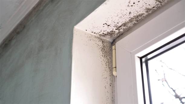 Best Mold Removal Process  in Oceana, WV