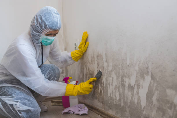 Best Mold Remediation  in Oceana, WV