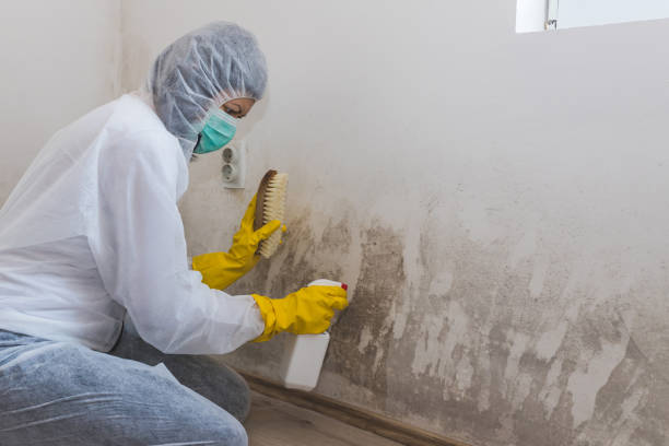 Mold Testing and Removal in Oceana, WV