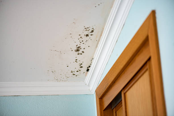 Best Mold Damage Repair  in Oceana, WV