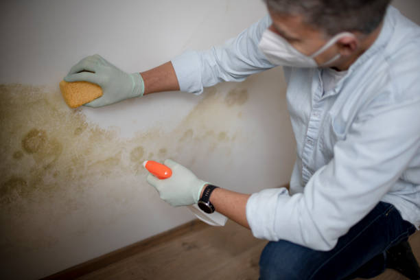 Oceana, WV Mold Removal Company