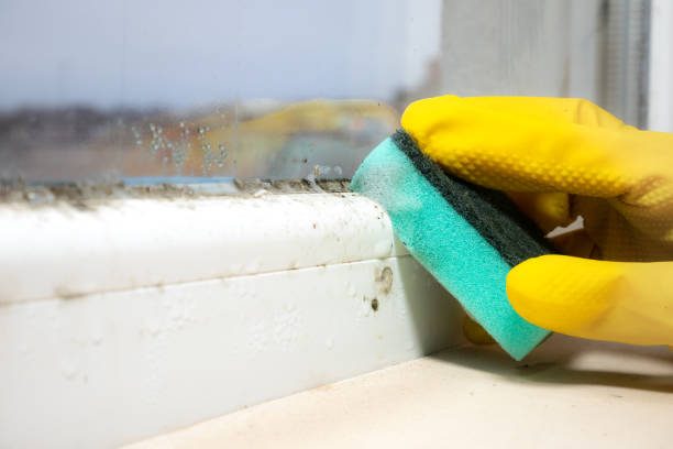 Best Best Mold Removal Companies  in Oceana, WV