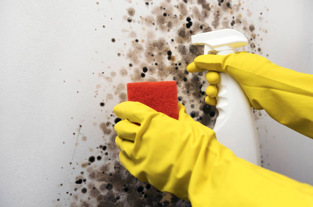 Best Mold Remediation  in Oceana, WV