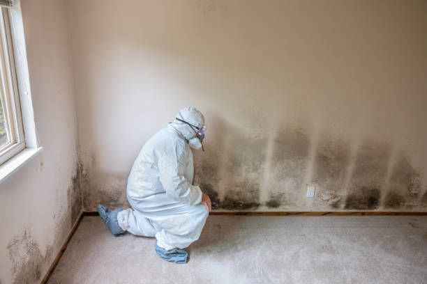 Best Mold Damage Repair  in Oceana, WV