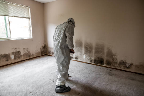 Best Office Mold Removal Services  in Oceana, WV