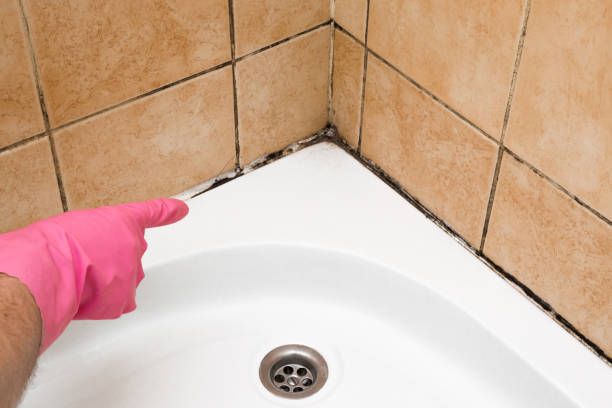 Best Home Mold Removal  in Oceana, WV